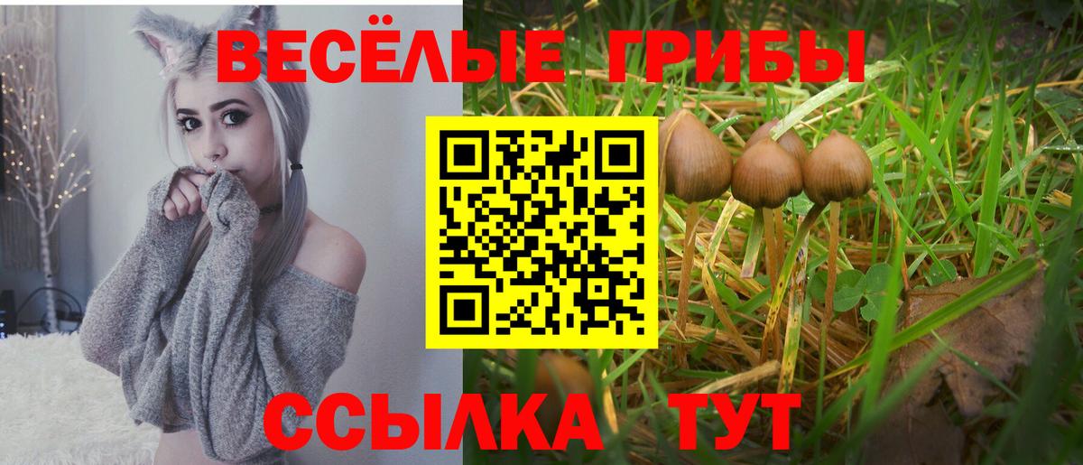 Галлюциногенные грибы Psilocybine cubensis Можайск